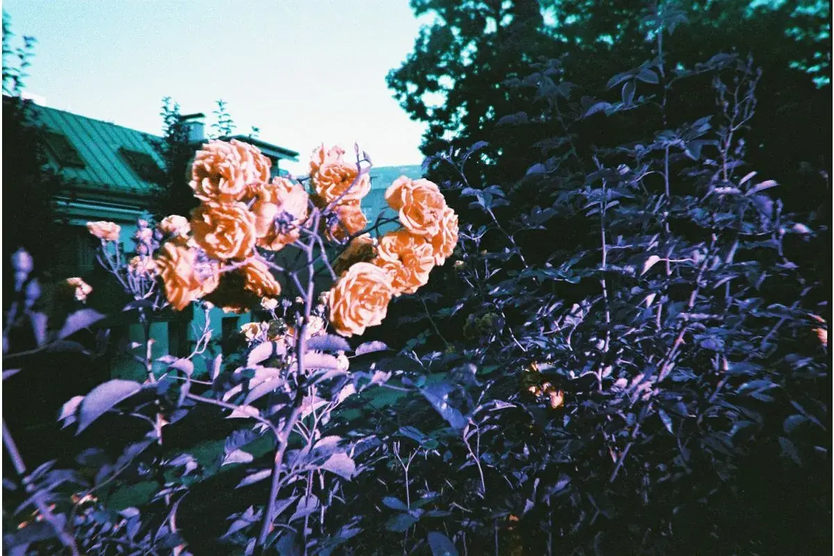 Lomography Simple Use Camera 400/27 Metropolis-1