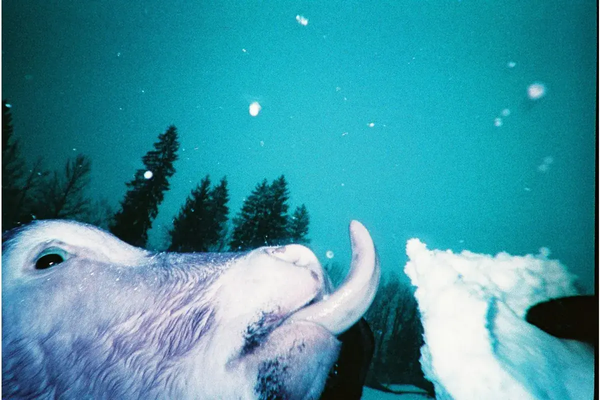 Lomography Simple Use Camera 400/27 Metropolis -2