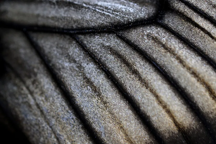 Canon RF 100 mm f/2.8 L Macro IS USM
