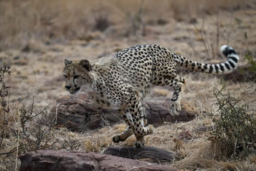 Nikon Nikkor Z 100-400 mm f/4.5-5.6 VR S