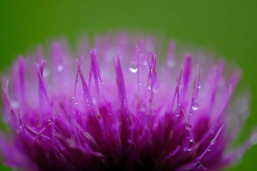 biektyw-fujifilm-fujinon-xf-80-mm-f-2-8-r-lm-ois-wr-macro
