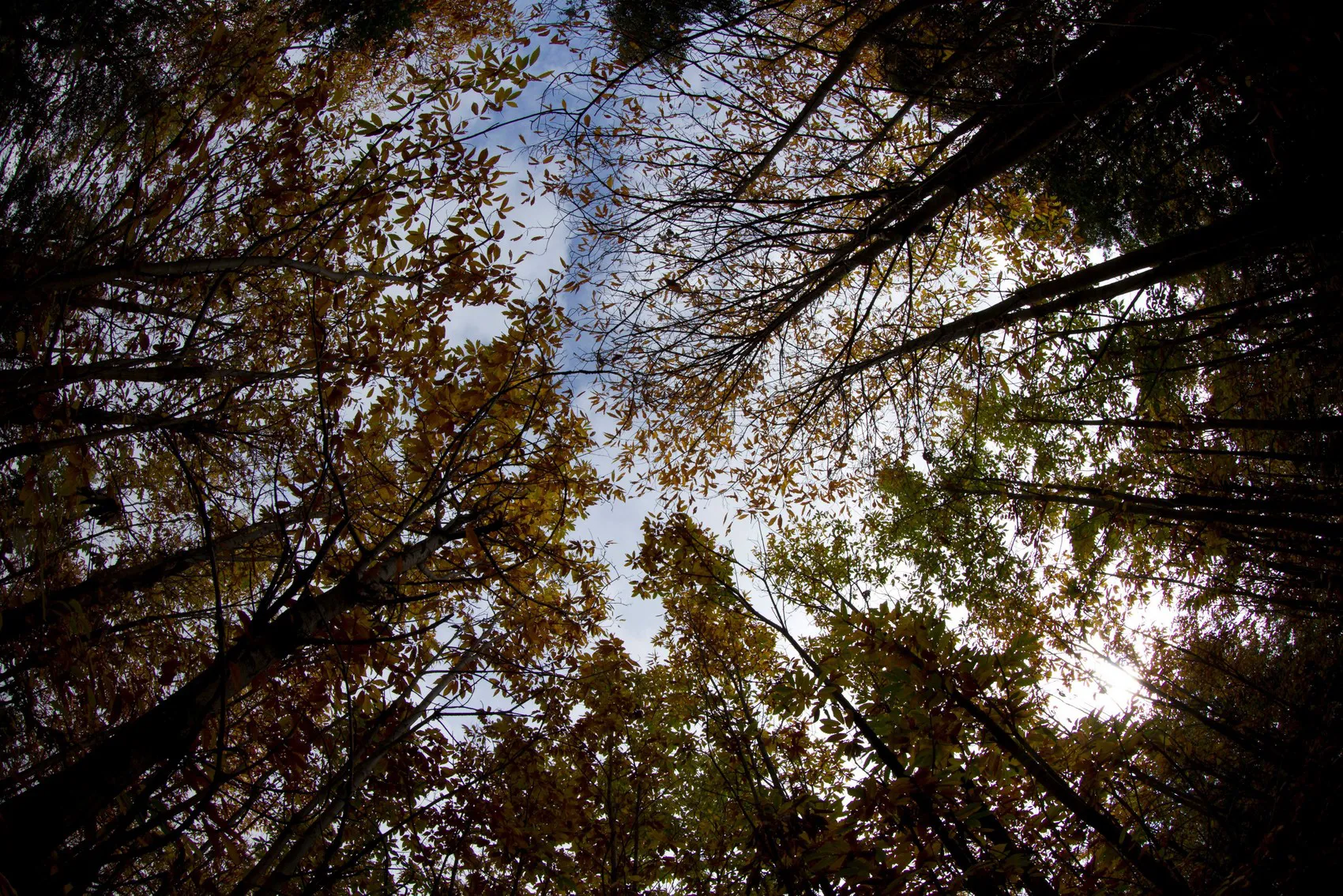 Canon EF 8-15 mm f/4L Fisheye USM