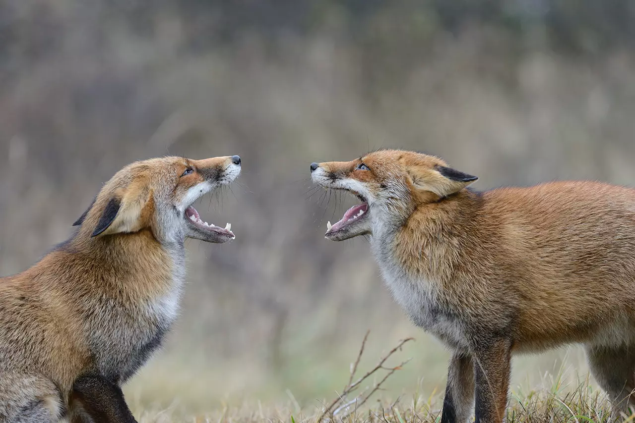 obiektyw-nikon-af-s-nikkor-80-400-mm-f-4-5-5-6g-ed-vr