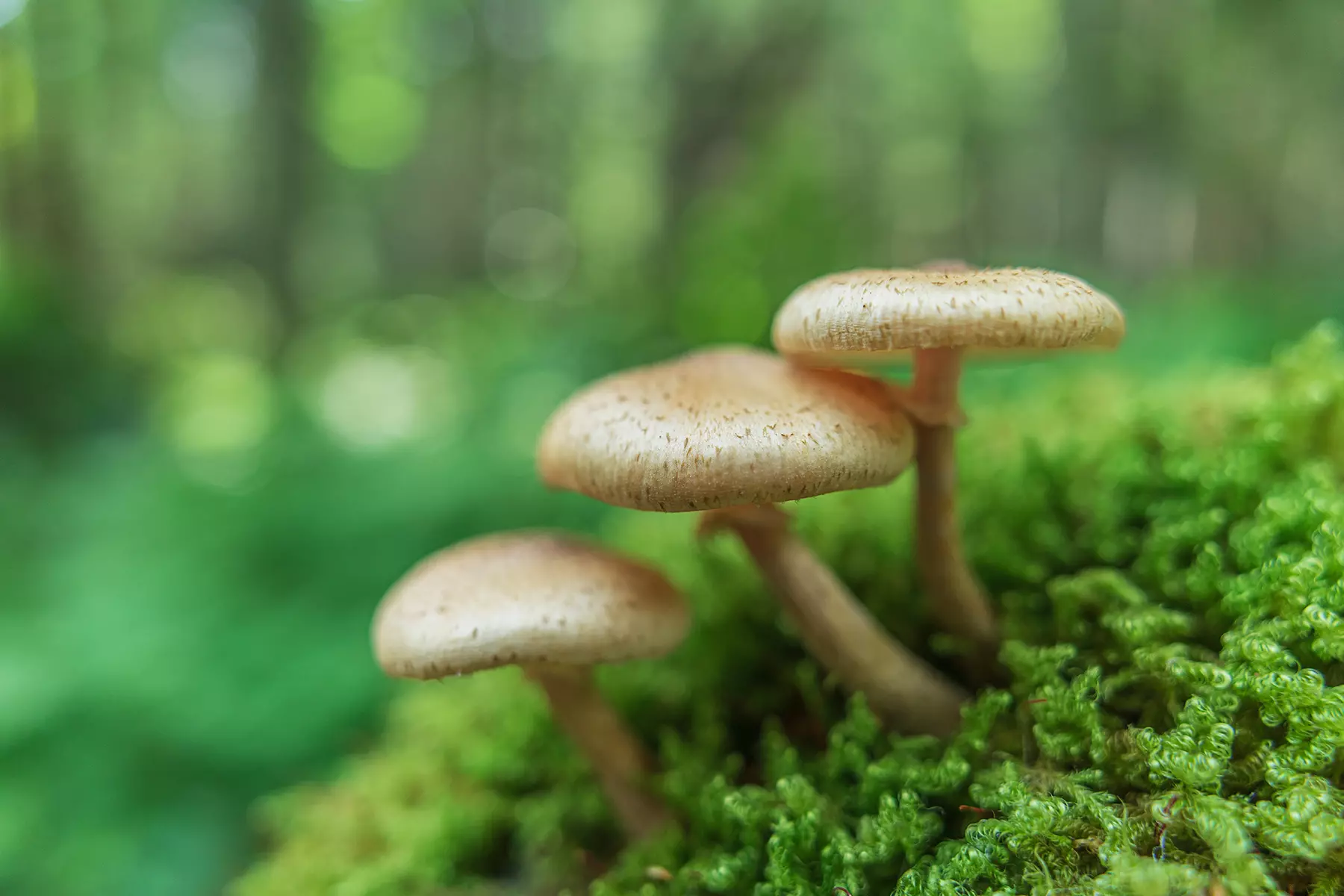 obiektyw-tamron-20-mm-f-2-8-di-iii-osd-m1-2-f050-sony-e