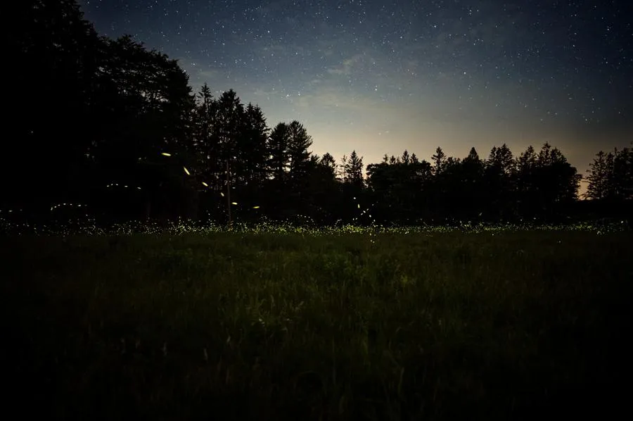 Sigma 20 mm f/1.4 DG DN Art / Sony E
